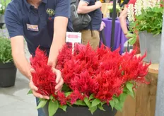 René here with the Celosia Plumosa Arrabona Red. The plumes are gigantic.